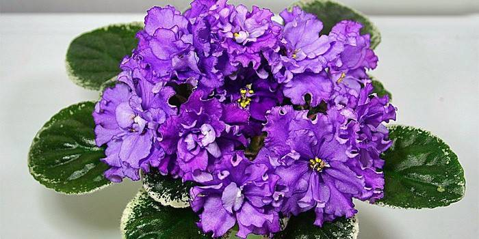 Trasplantar y propagar violetas