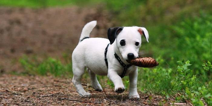 Filhote de cachorro no processo de treinamento