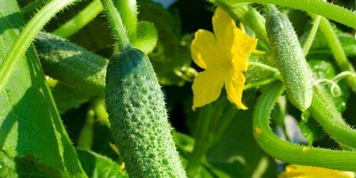 As regras para alimentar pepinos