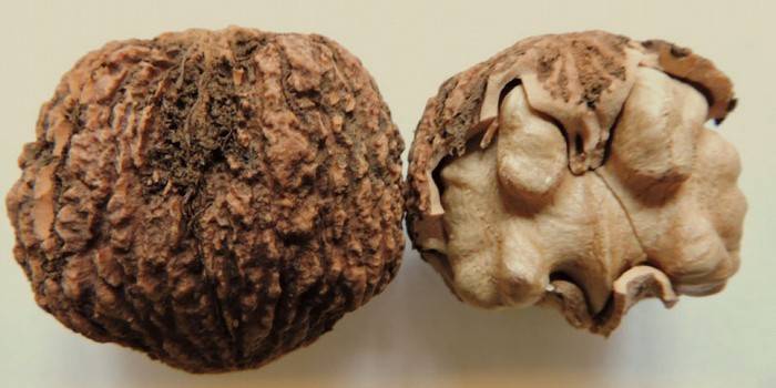 Porca preta para tintura de parasitas