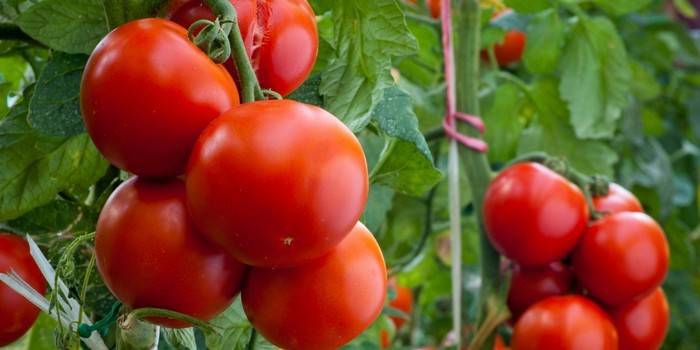 Como realizar a formação de tomate