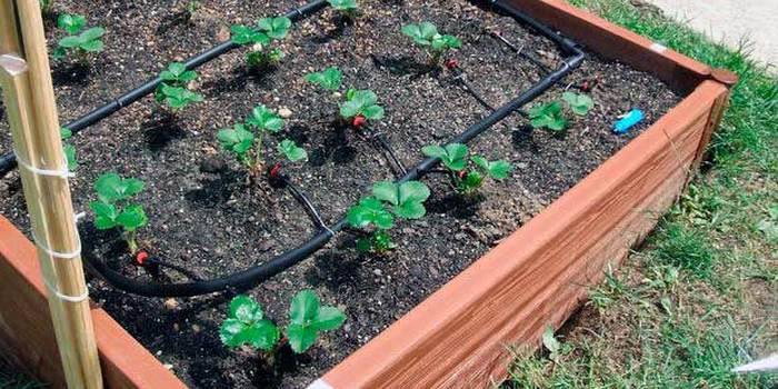 Funkcie Strawberry Watering
