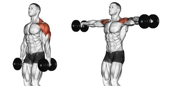 Como treinar seus ombros com halteres