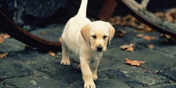 Szczeniak Labrador