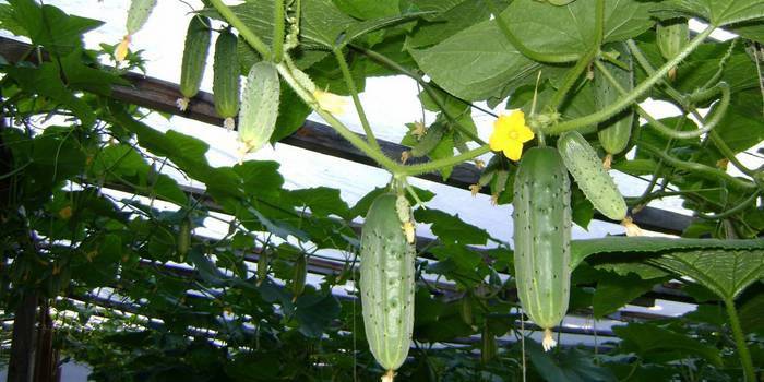 Pepinos crescentes em uma estufa