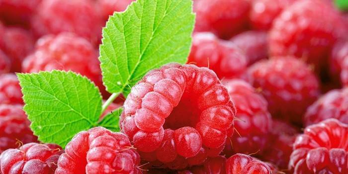 Selección de frambuesas para hacer gelatina