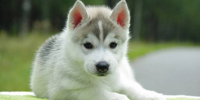 Husky šteňa