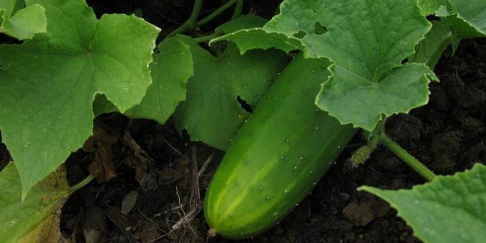 Como executar o molho de raiz de pepinos na primavera