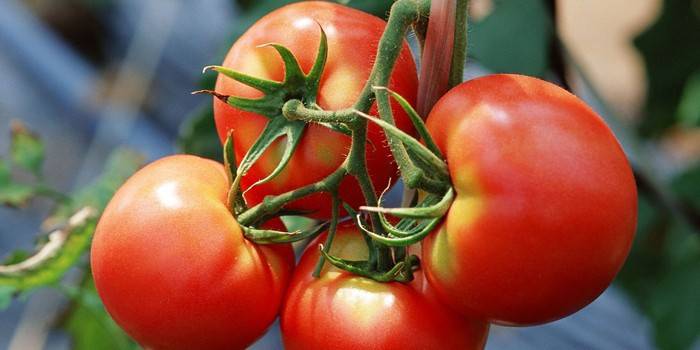 Características do cuidado com tomate