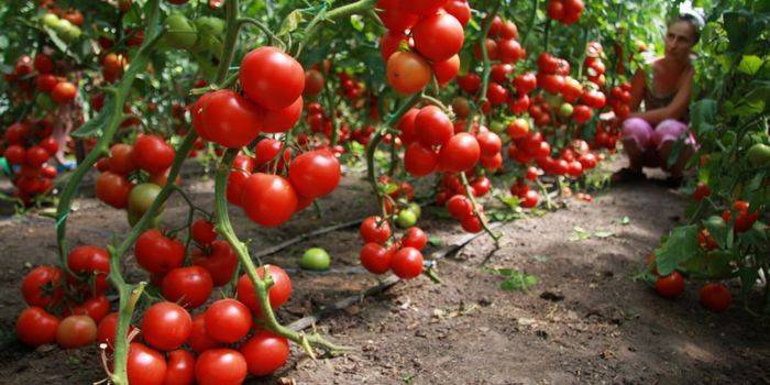 Como crescer tomates em uma estufa