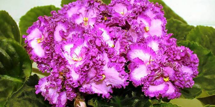 Reglas para regar violetas