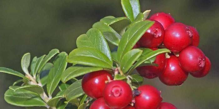 folhas de lingonberry