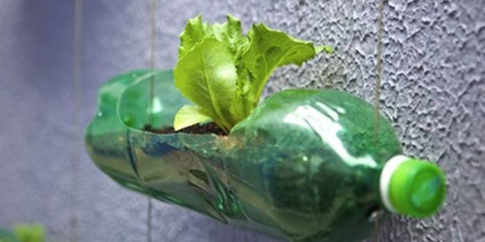 contenedor para plántulas de una botella de plástico