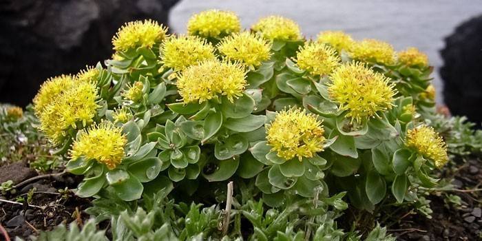 Rhodiola rosea flores