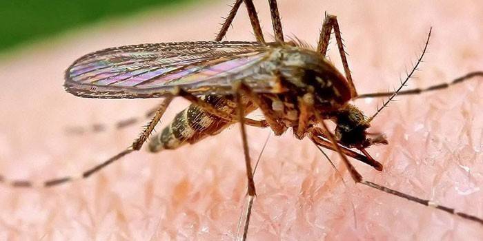 Mosquito da malária na pele humana