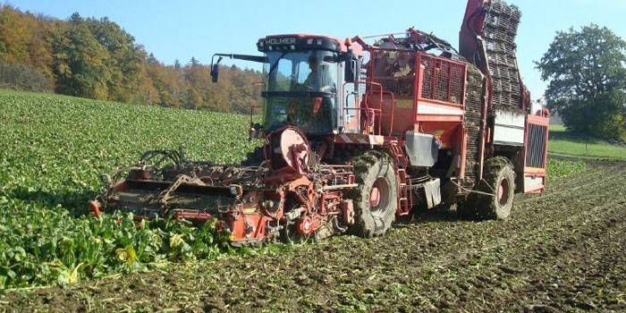 Traktor na poli úrodu repy