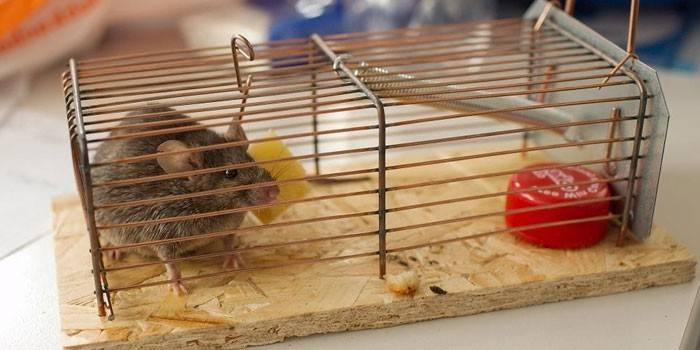 Ratón en una trampa para ratones