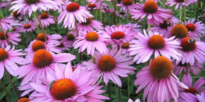 Echinacea Kvety
