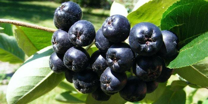 Aronia jagody na drzewie