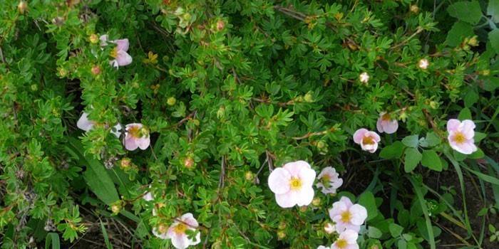 Bush de cinquefoil branco