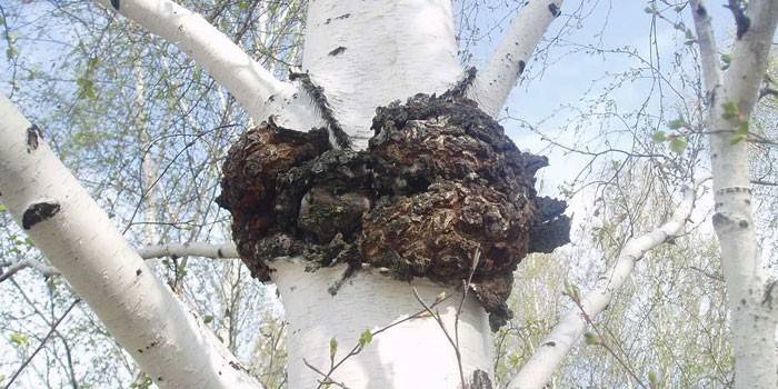 Chaga brzozowa