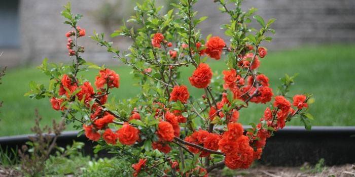 Arbusto de floração jovem de marmelo japonês