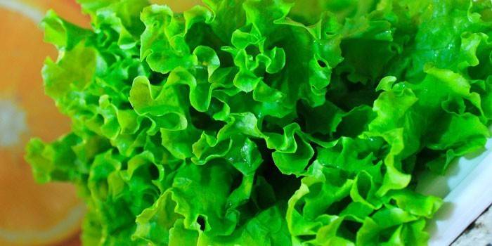 Lechuga