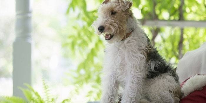 Fox Terrier Photo