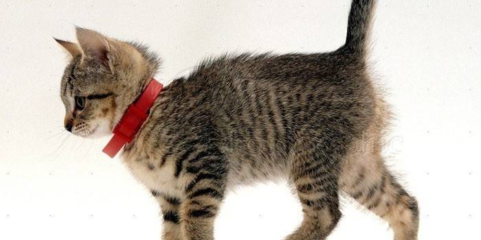 Gatito en un collar de pulgas