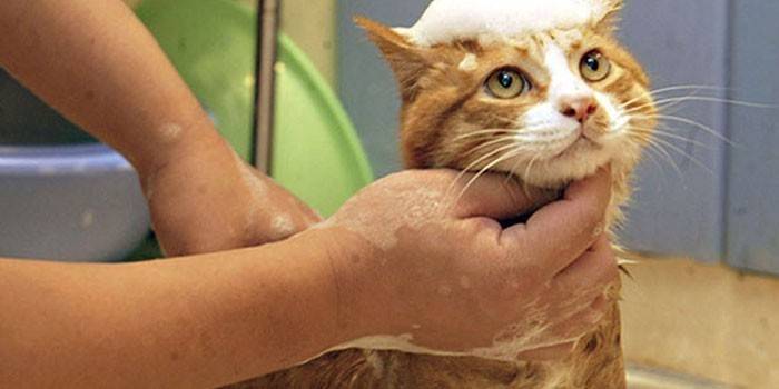 O gato é lavado com xampu.