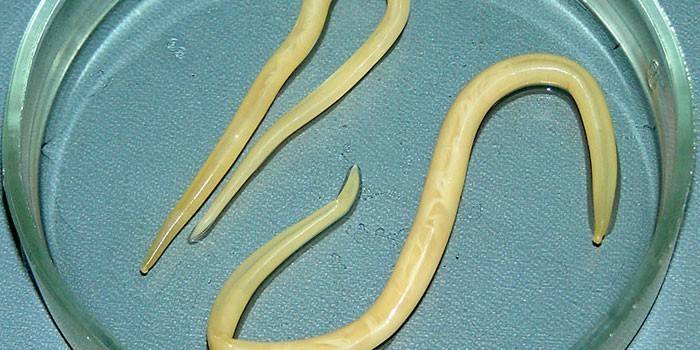 Roundworm
