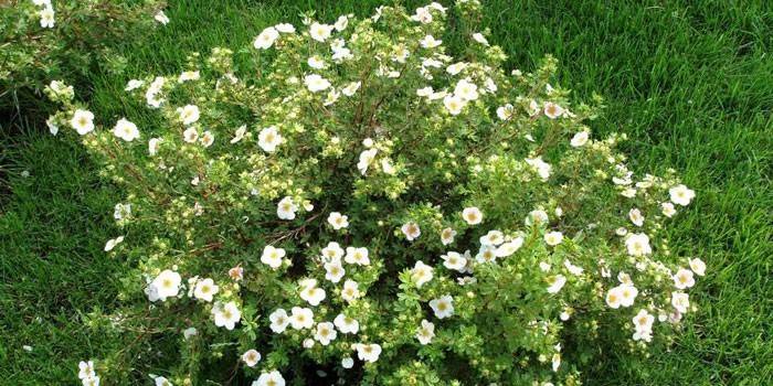 Bush kvitne cinquefoil