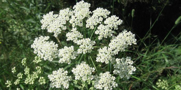 Blooming arbusto de cicuta