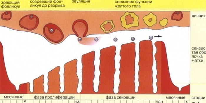 Ciclo menstrual