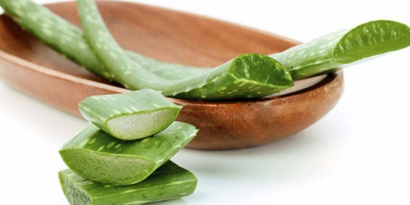 Aloe listy