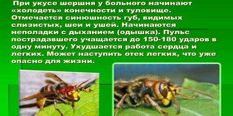 Znaki zgryz szerszeni