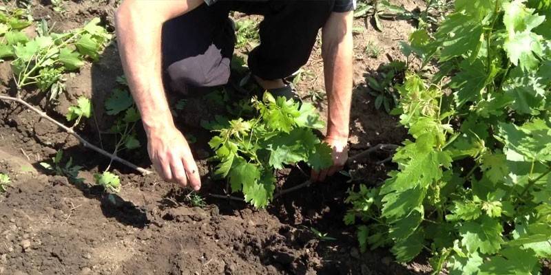 Rozmnażanie winogron przez warstwowanie