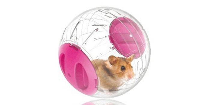 Balon do chodzenia Ferplast