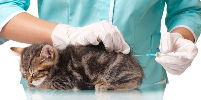 Veterinár podáva mačku injekciu