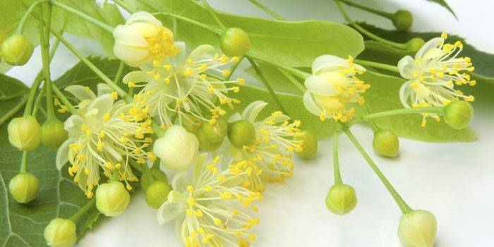 Flor de tília