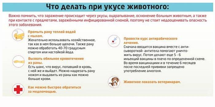 Prvá pomoc pri uhryznutí zvierat