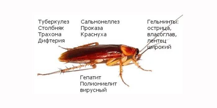 Szkoda od karaluchów