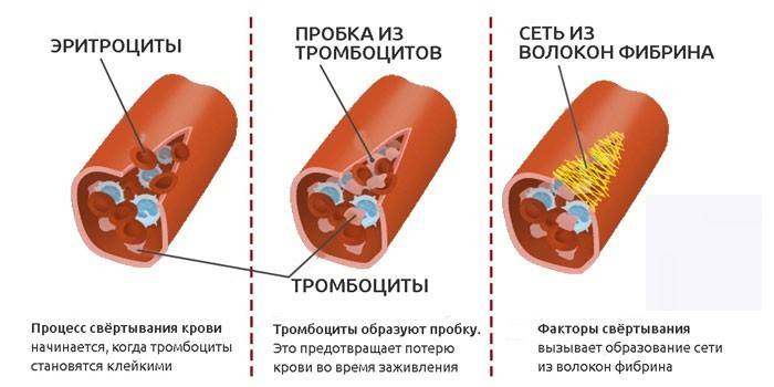Proces krzepnięcia krwi