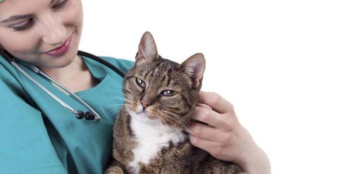 Gato y veterinario