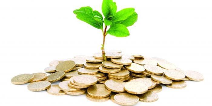 Monedas y arbol