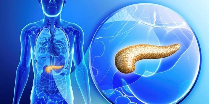 La ubicación del páncreas en el cuerpo humano.