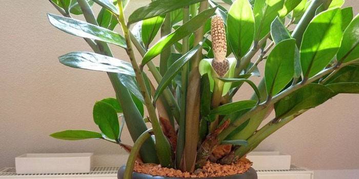Zamioculcas kvety