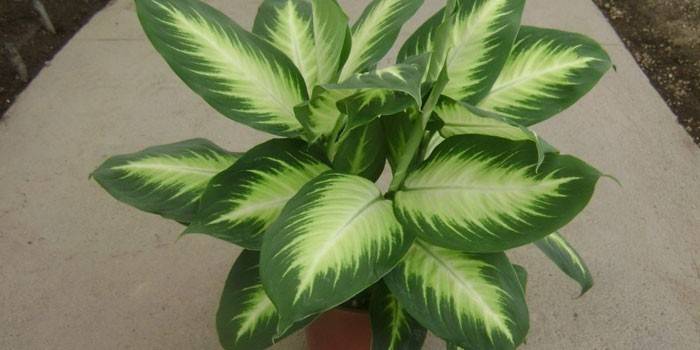 Závod Dieffenbachia