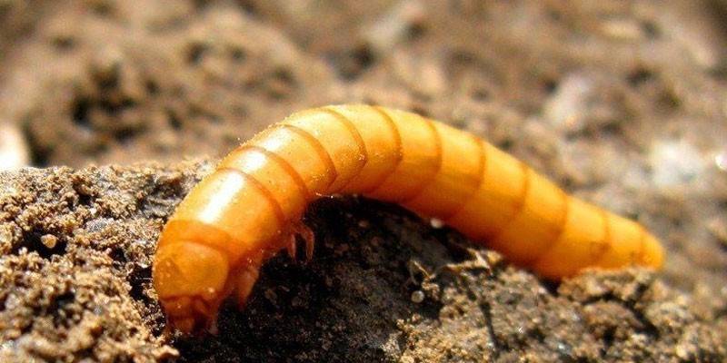Wireworm