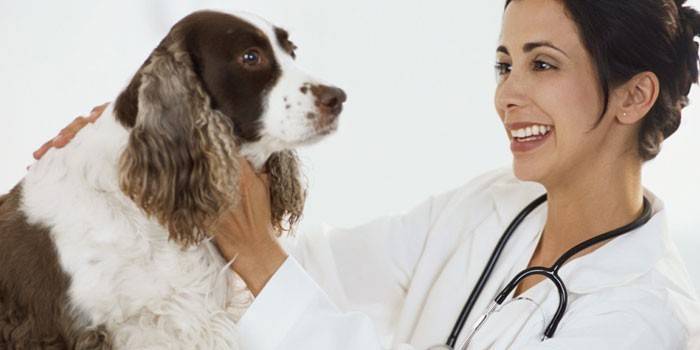 Pes a veterinár